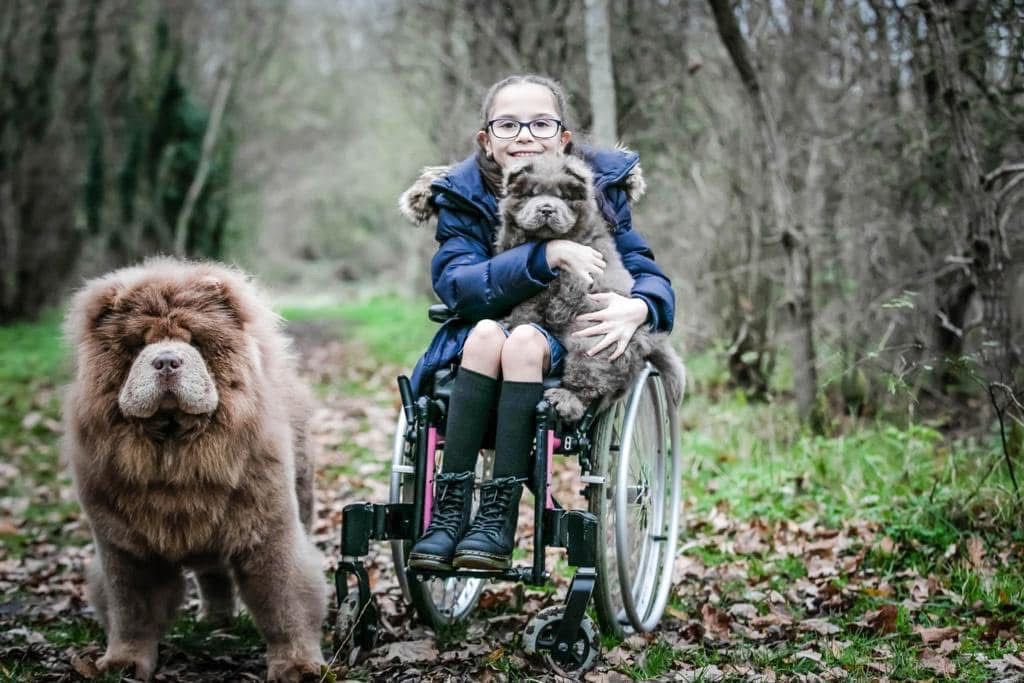 Dog behaviour modification training