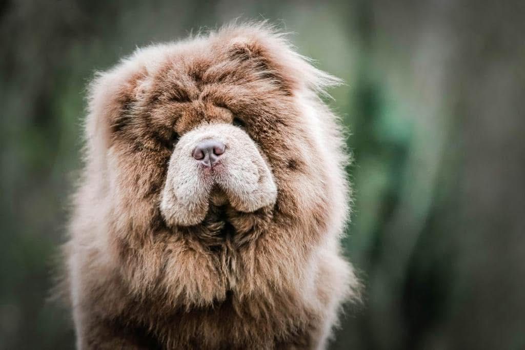 One-to-one dog training sessions