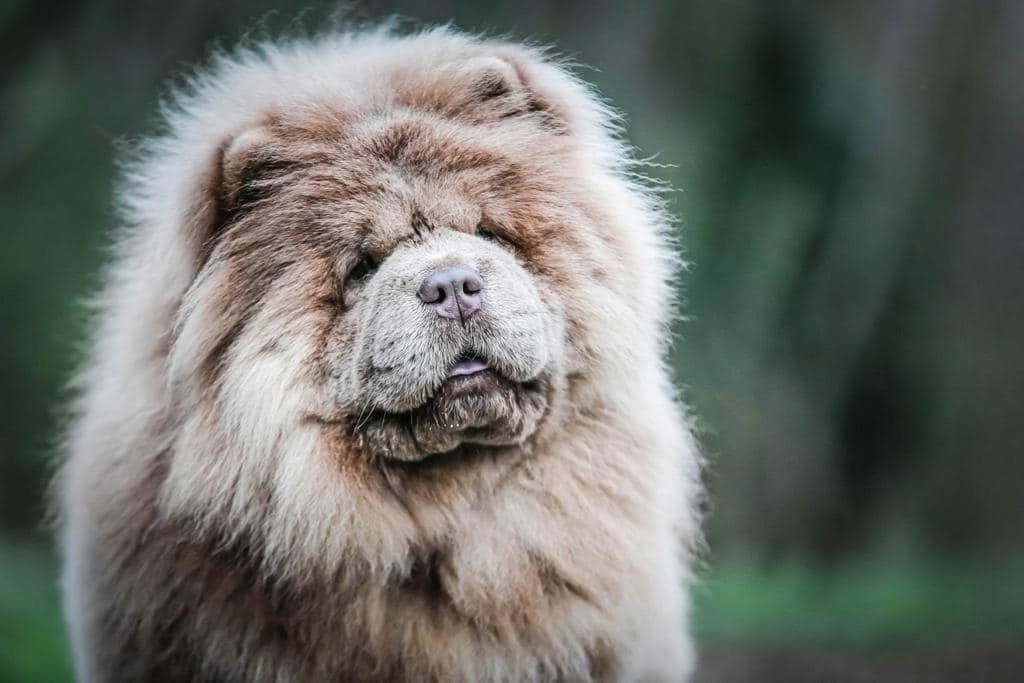 Professional dog training