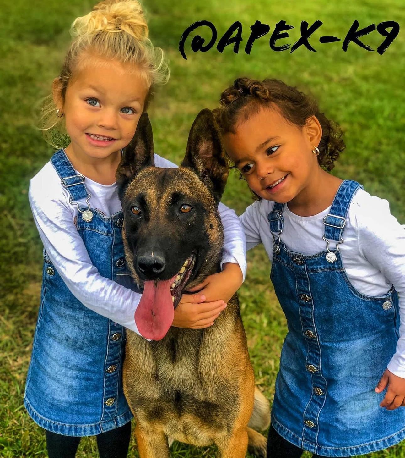 Board and train dog training programmes