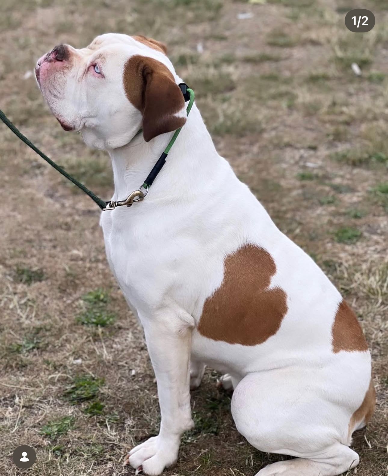 Specialised dog training programs