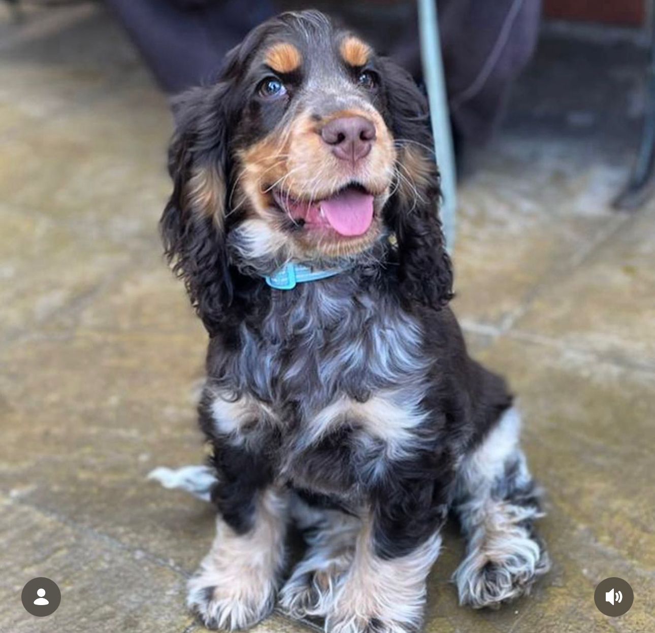 Puppy development and training